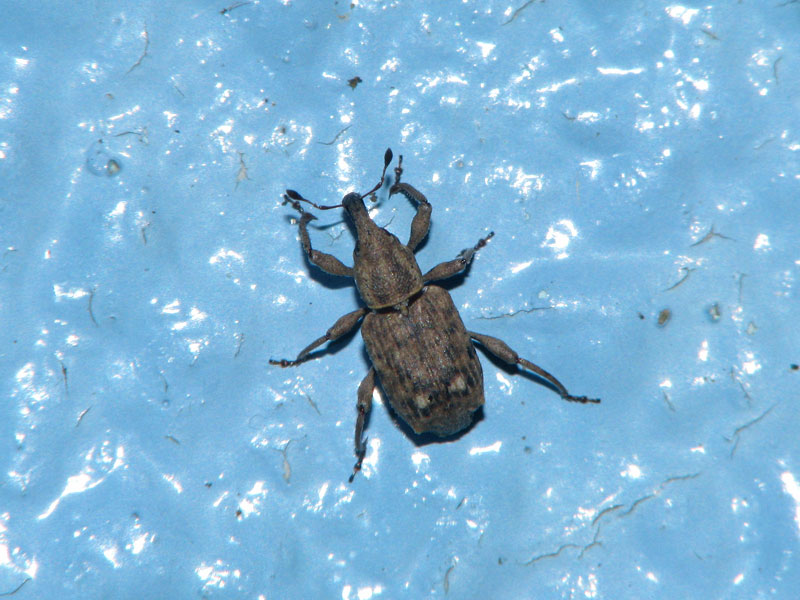 カギアシゾウムシ