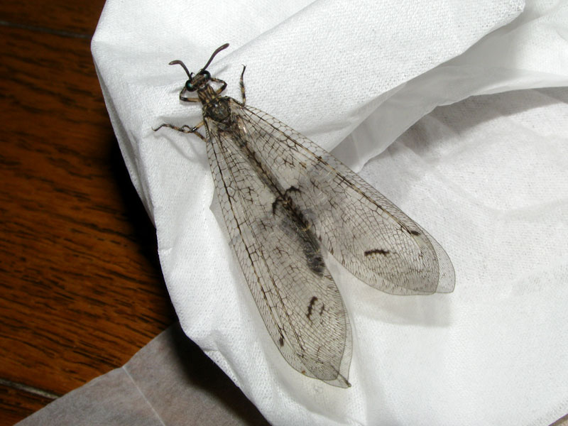 140815モイワウスバカゲロウ