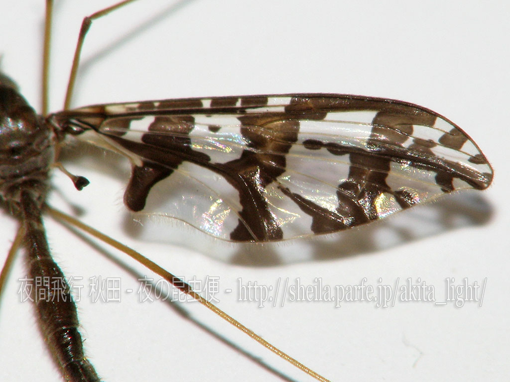 アルプスニセヒメガガンボ雄(翅)