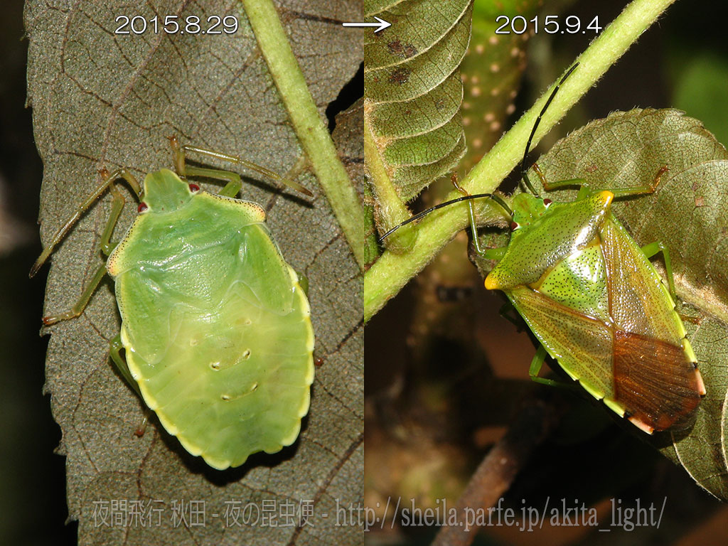 イシハラハサミツノカメムシ