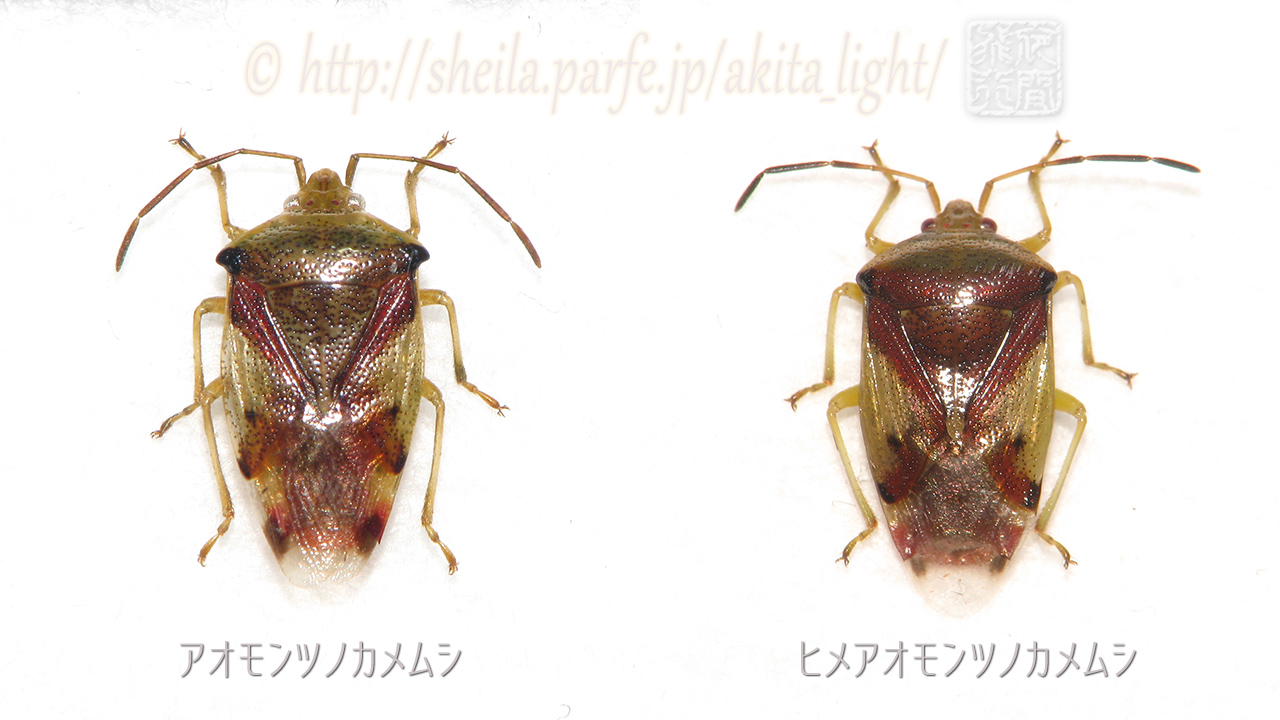 アオモンツノとヒメアオモンツノ雄個体背面