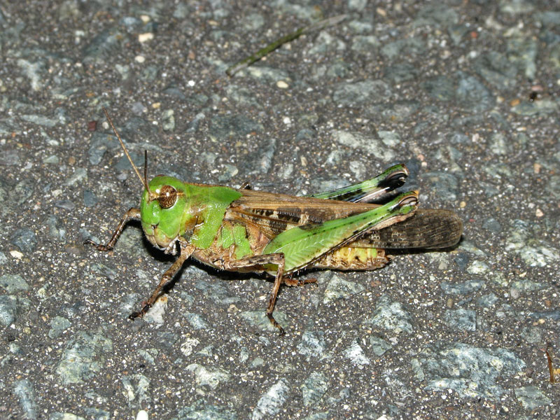 140803クルマバッタモドキ3