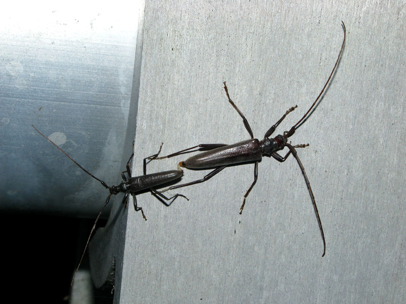 ホソカミキリ交尾