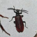 ウスイロアカハネムシ