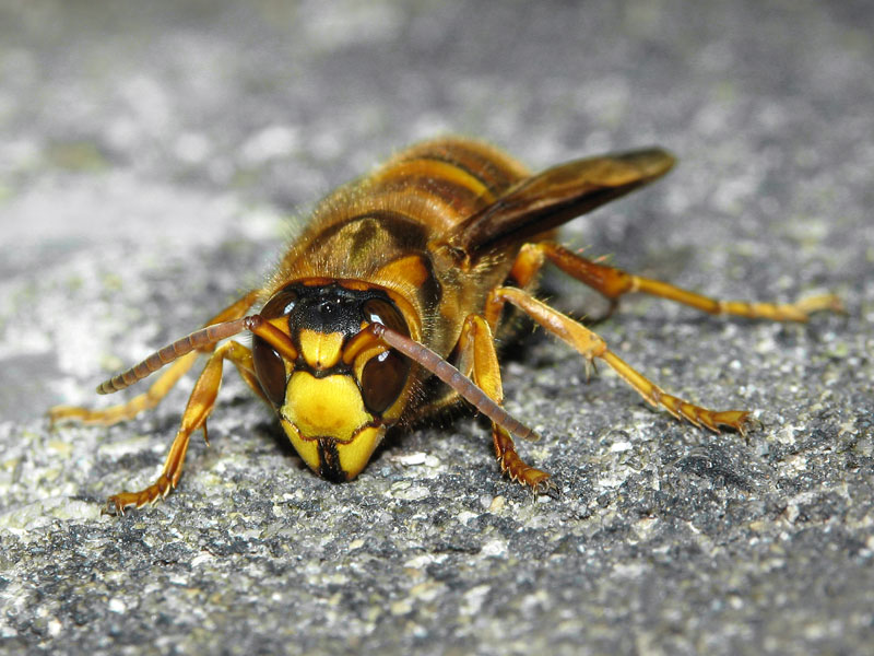 正面から撮影 キイロスズメバチ