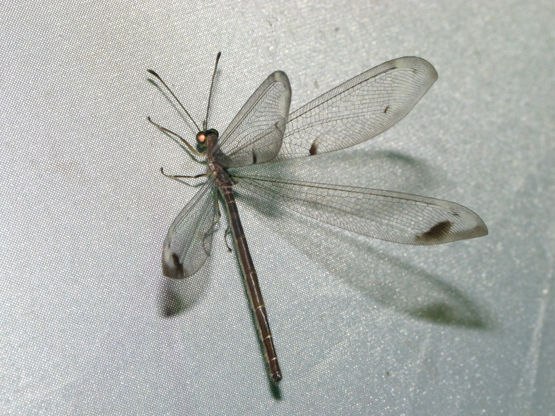 ライトトラップの白布にとまるホシウスバカゲロウ ホシウスバカゲロウ