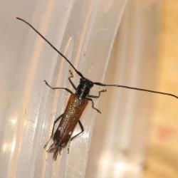 シラホシキクスイカミキリ