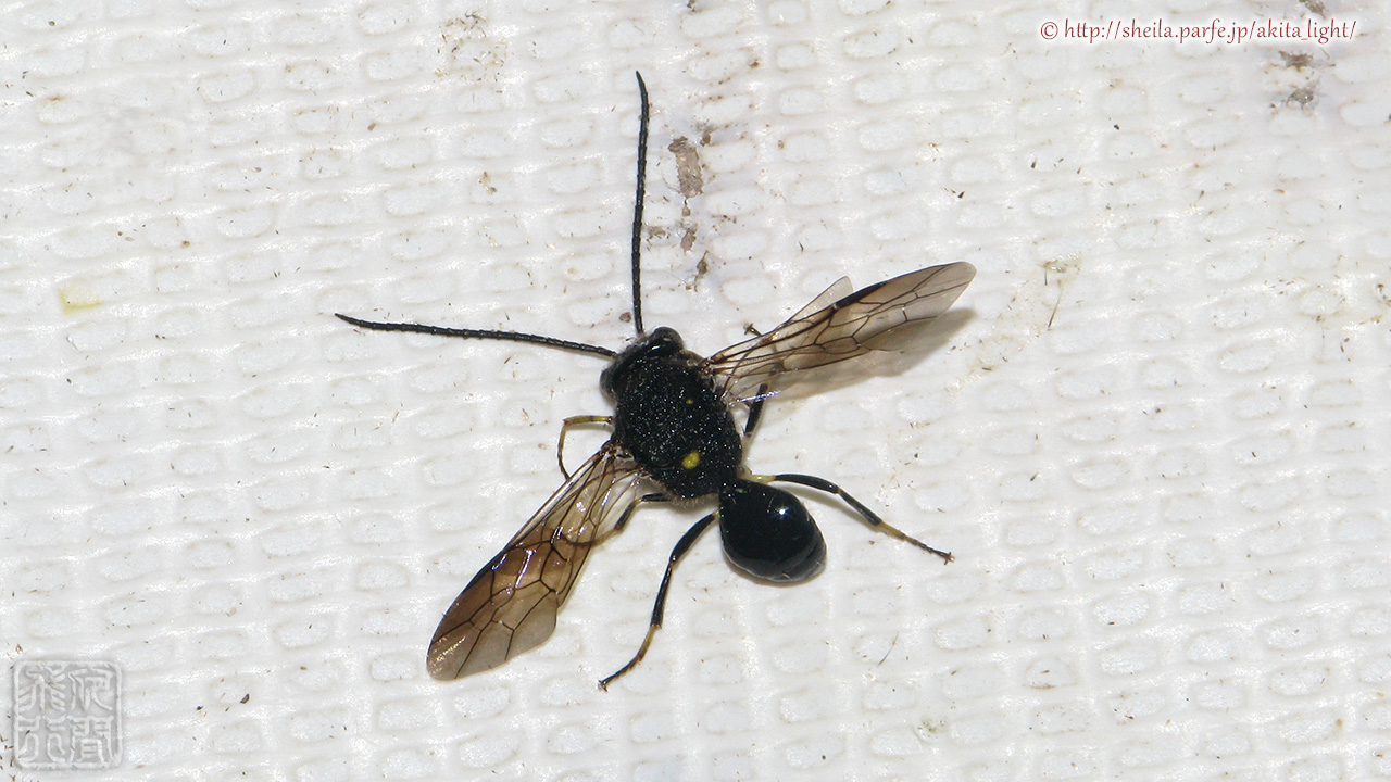 灯火に飛来したエゾマルカギバラバチの♂個体