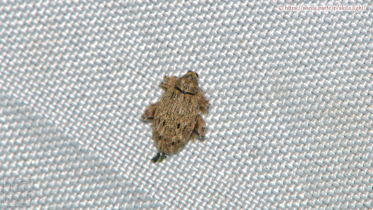 カシワノミゾウムシ