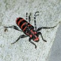 アカジマトラカミキリ
