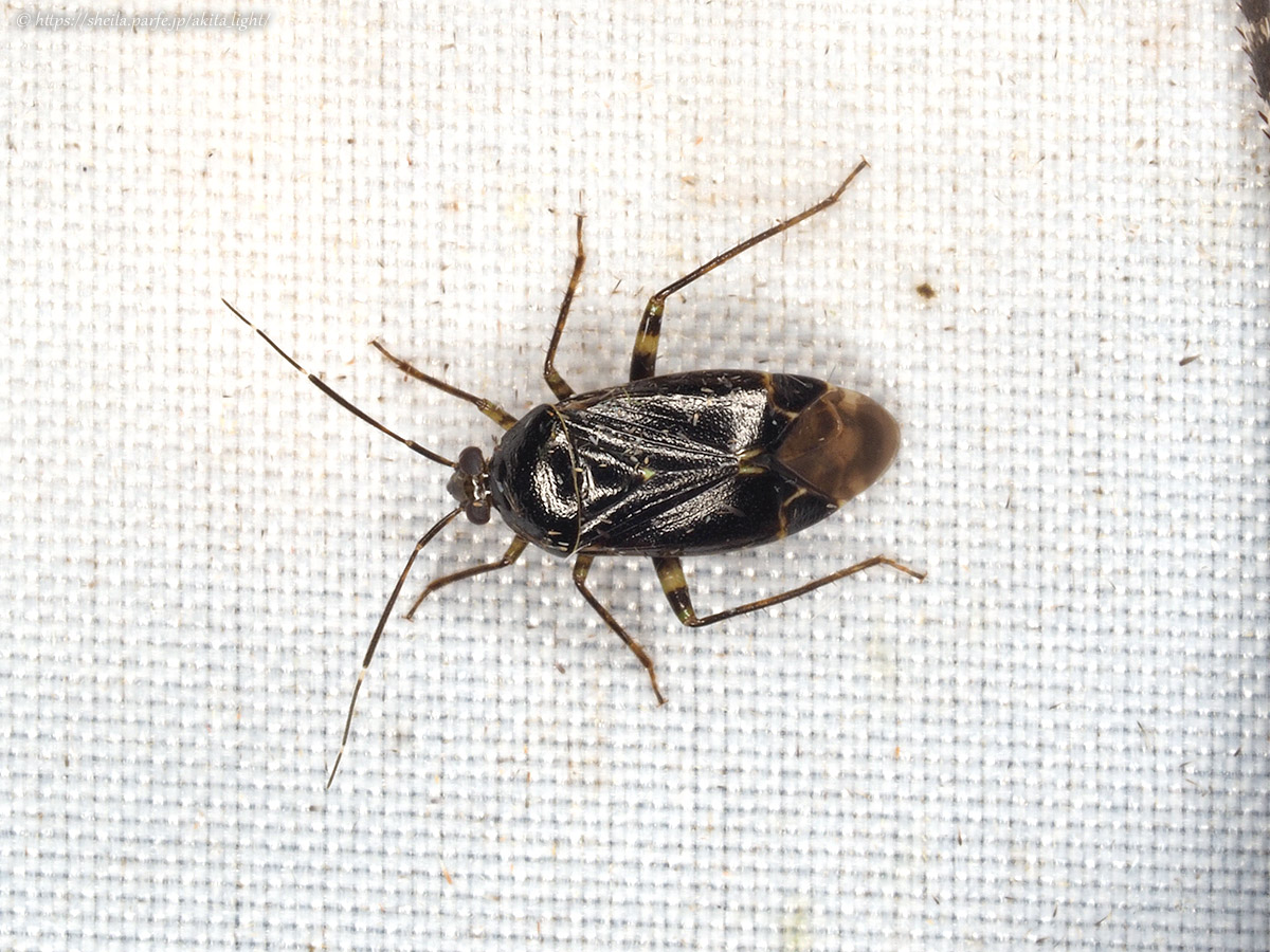 ライトトラップ下のツヤクロカスミカメ(雄)