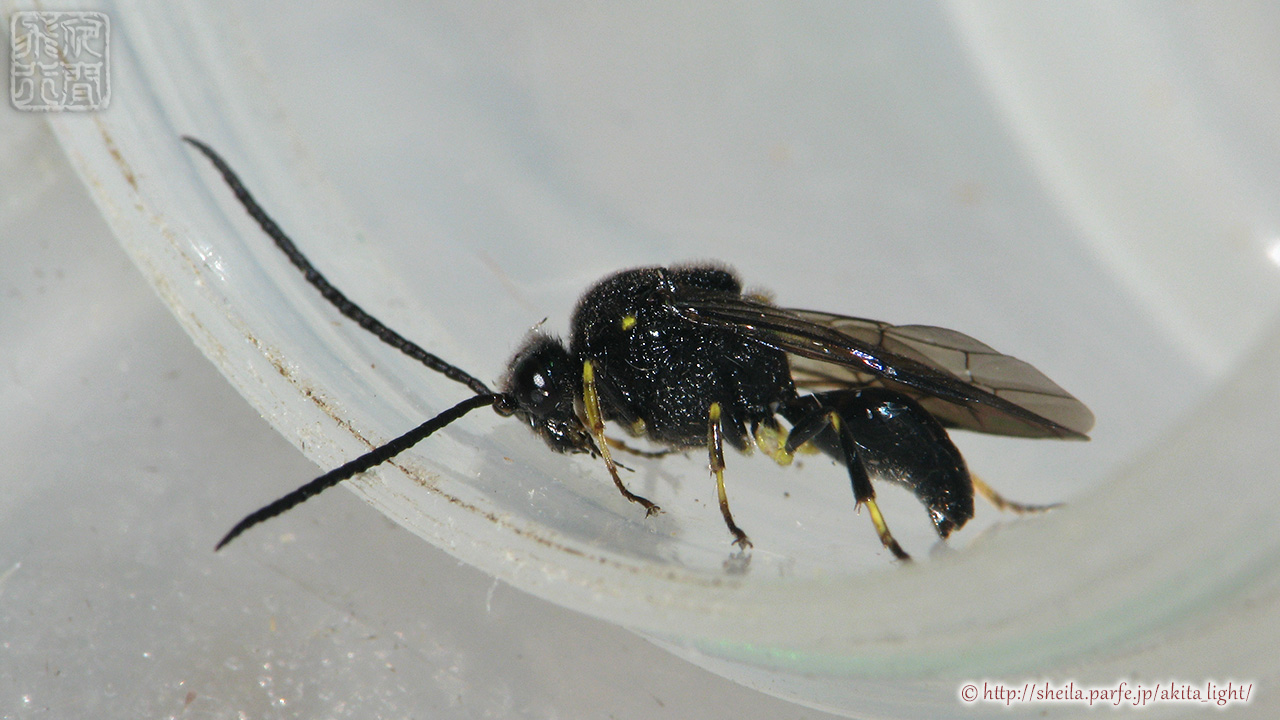エゾマルカギバラバチの♂個体