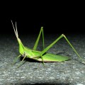ショウリョウバッタ