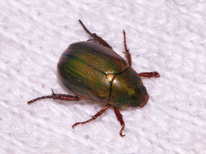 軍手にとまるハンノヒメコガネ ハンノヒメコガネ