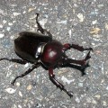カブトムシ♂