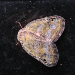 ベッコウハゴロモ