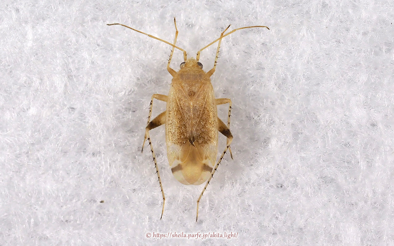 ホシチビカスミカメ(メス)標本