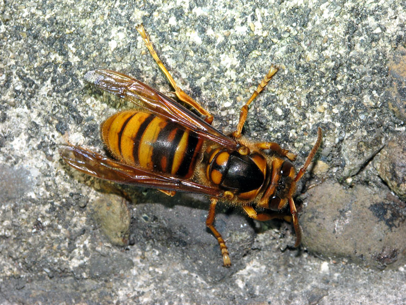 ライトトラップに飛来したキイロスズメバチ キイロスズメバチ