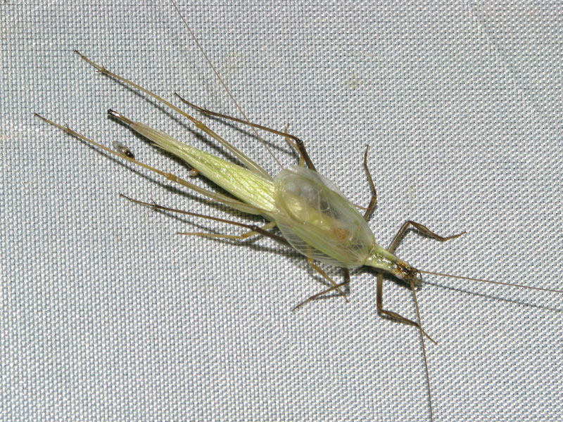 カンタンの交尾(誘惑線の分泌物を舐める♀)