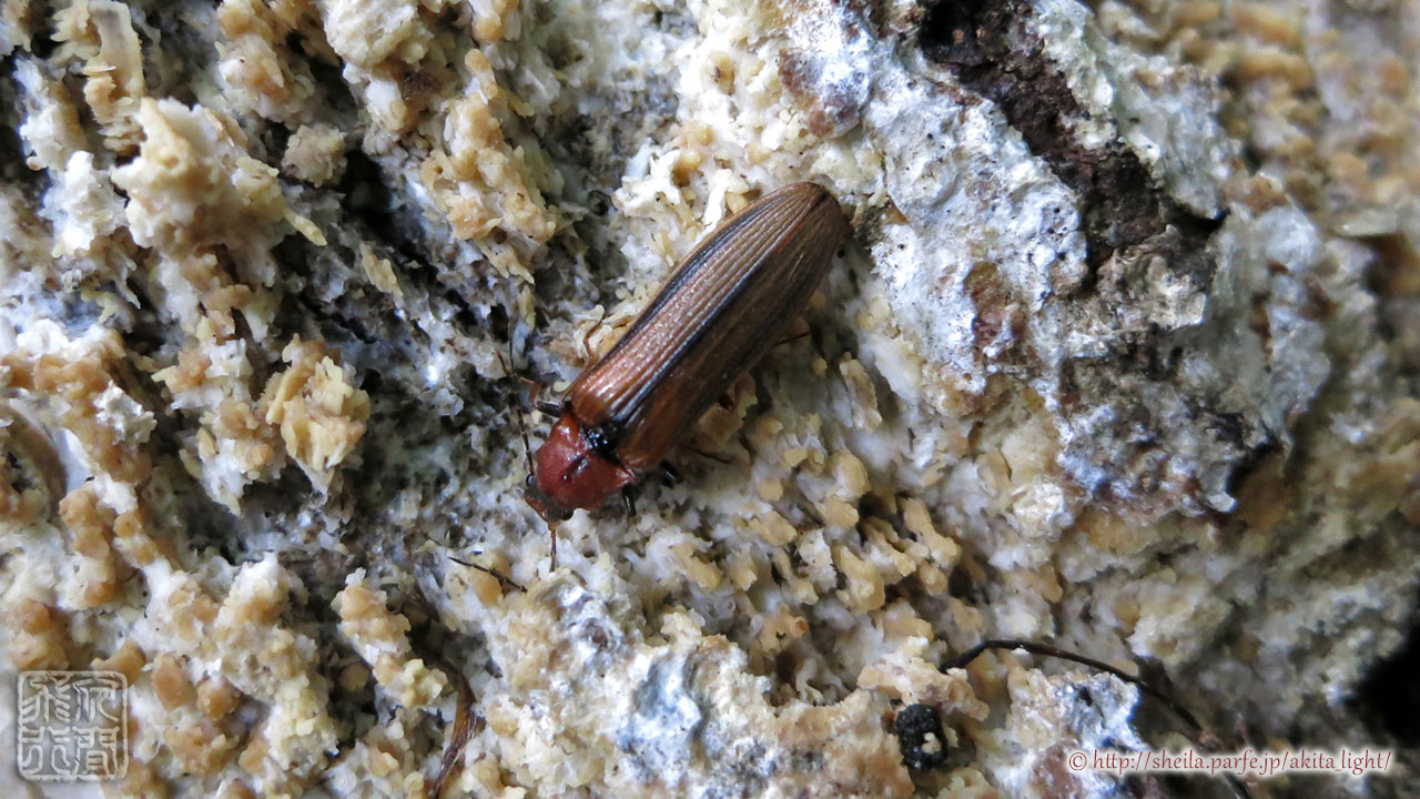 メスグロベニコメツキ雌個体