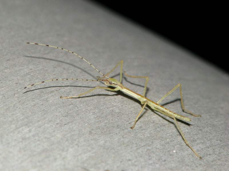 140601ヤスマツトビナナ幼2