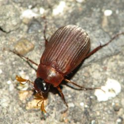 ガロアチャイロコガネ(トウホクチャイロコガネ)