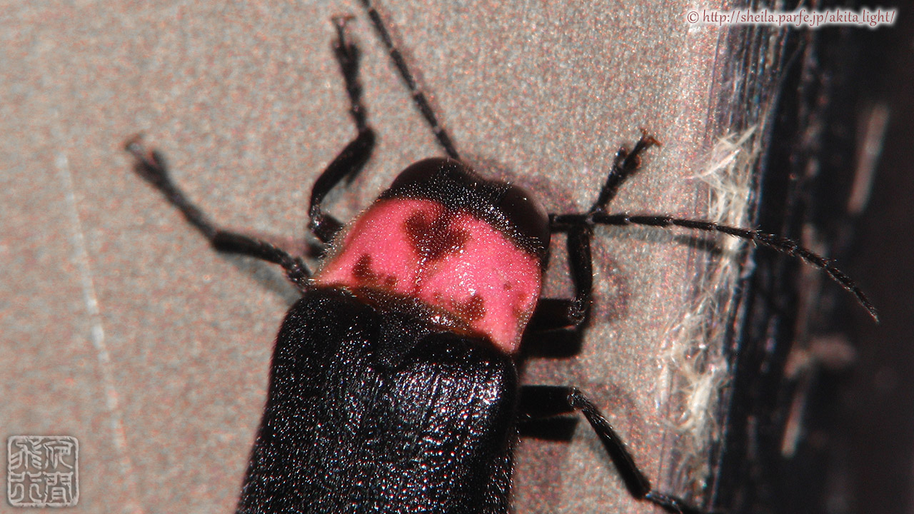 外灯下のゲンジボタル ゲンジボタル