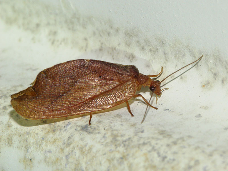 エグリヒメカゲロウ