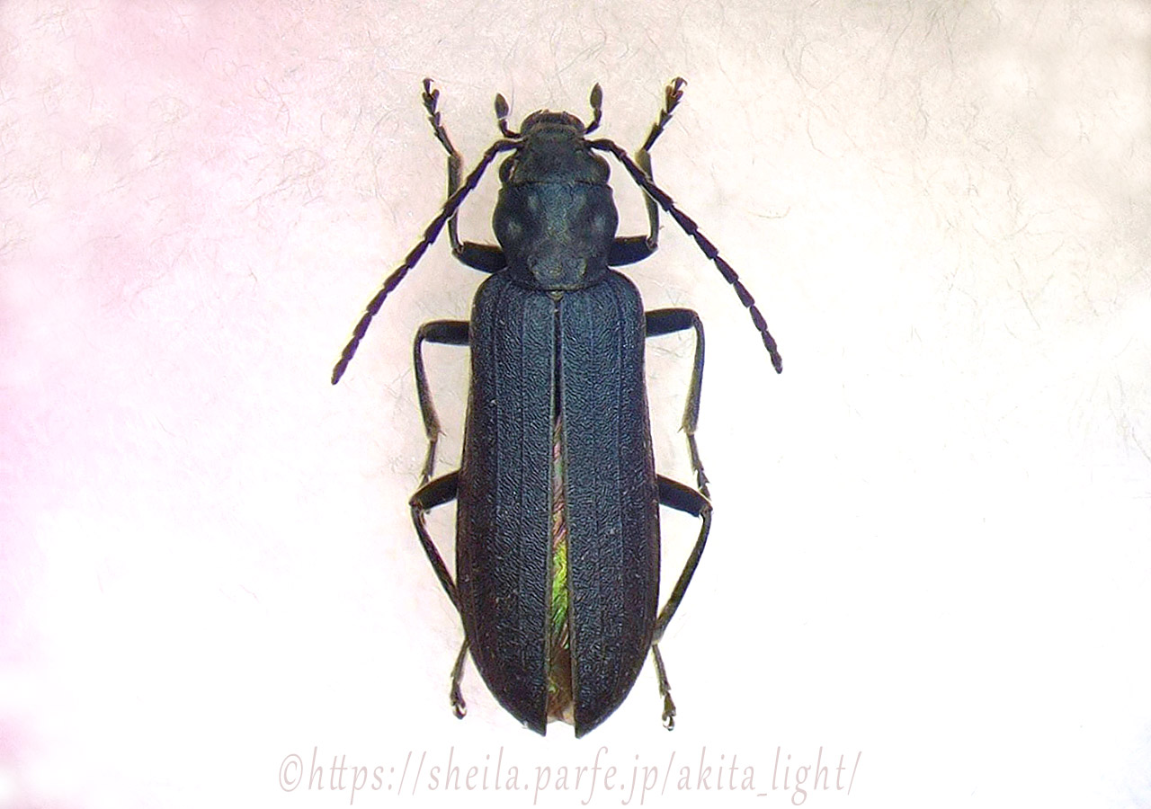 アオグロカミキリモドキ(標本)