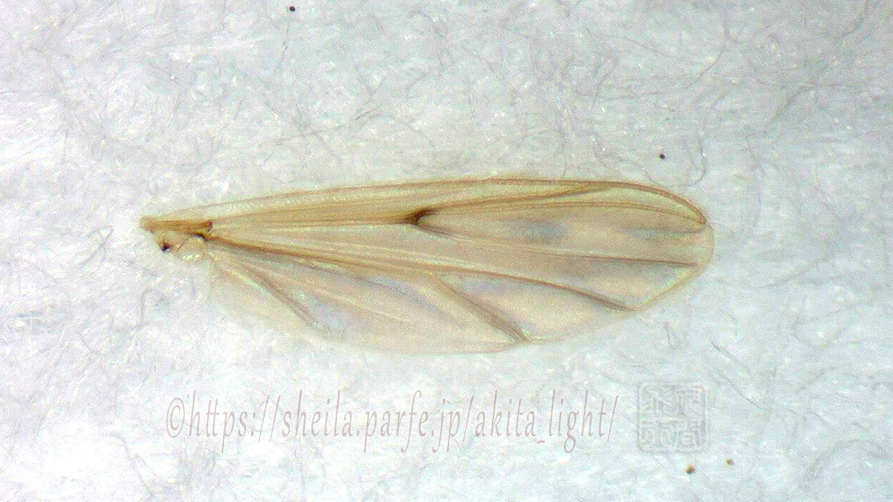 ウスイロユスリカ雌の翅