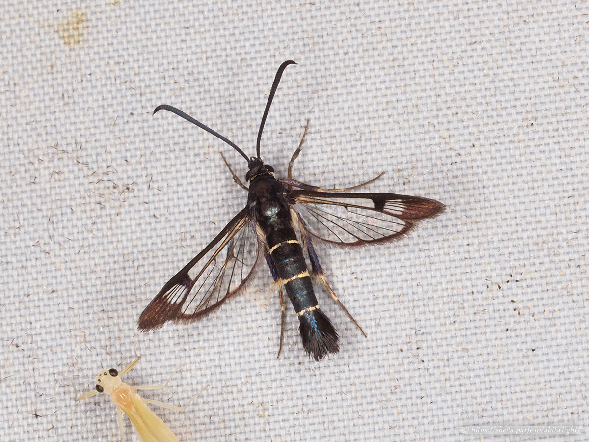 ライトトラップに飛来したヒメコスカシバ - July 2022, alt.400m ライトトラップに飛来したヒメコスカシバ