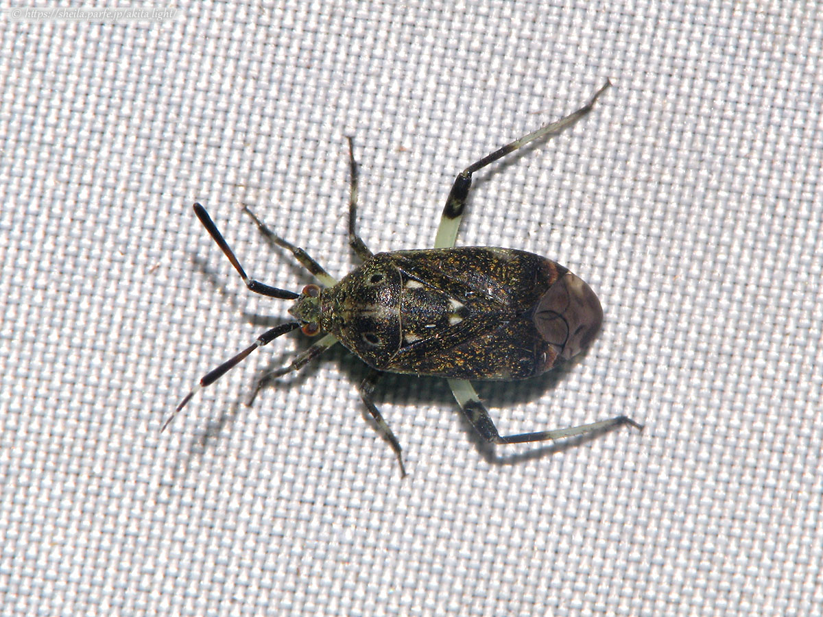 ライトトラップに飛来したメンガタカスミカメ