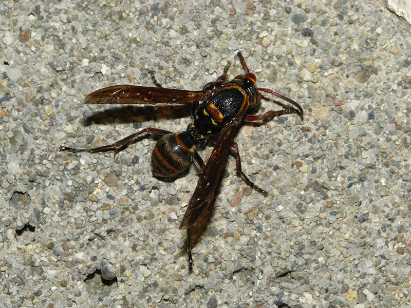 キボシアシナガバチ