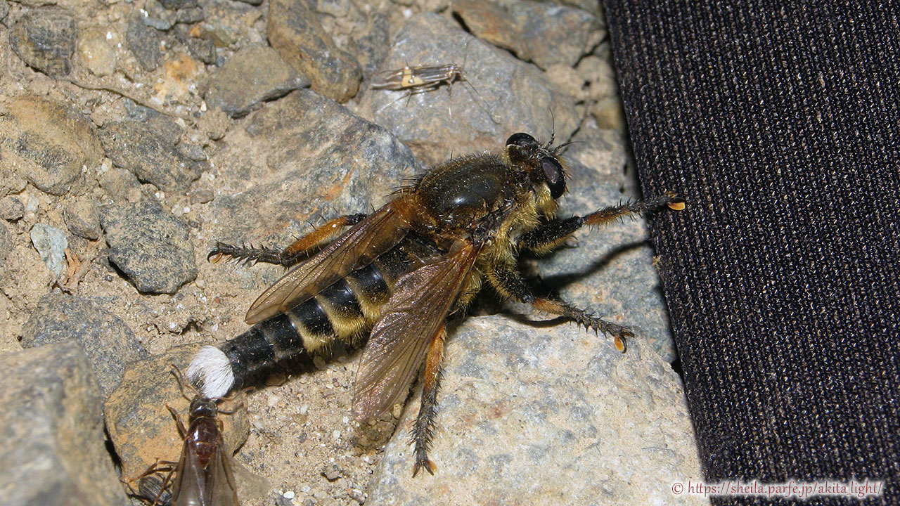 ライトトラップに飛来したシオヤアブ(雄個体)