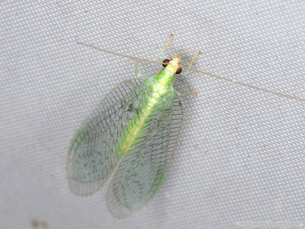 ライトトラップに飛来したフタモンクサカゲロウ フタモンクサカゲロウ(頭部側から撮影)