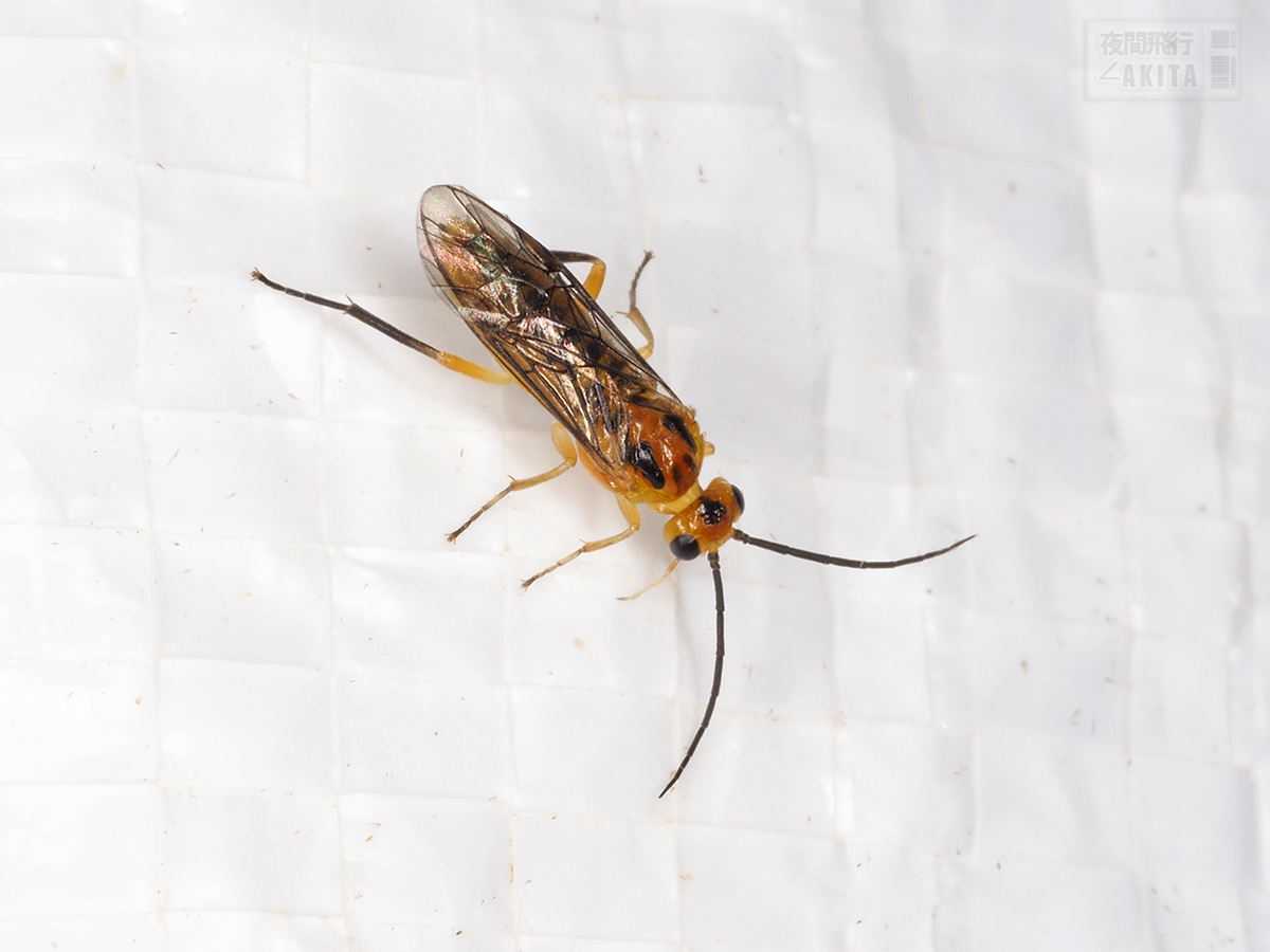 ライトトラップに飛来したハリエンジュハバチ - Aug. 2023, Alt.15m ライトトラップに飛来したハリエンジュハバチ