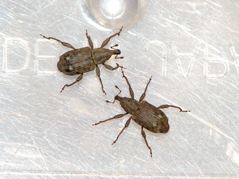 カギアシゾウムシ