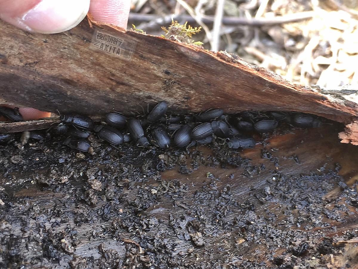 朽木樹皮下で集団越冬をしていたスジコガシラゴミムシダマシ - Apr. 2019, Alt.20m スジコガシラゴミムシダマシ(朽木樹皮下で集団越冬)