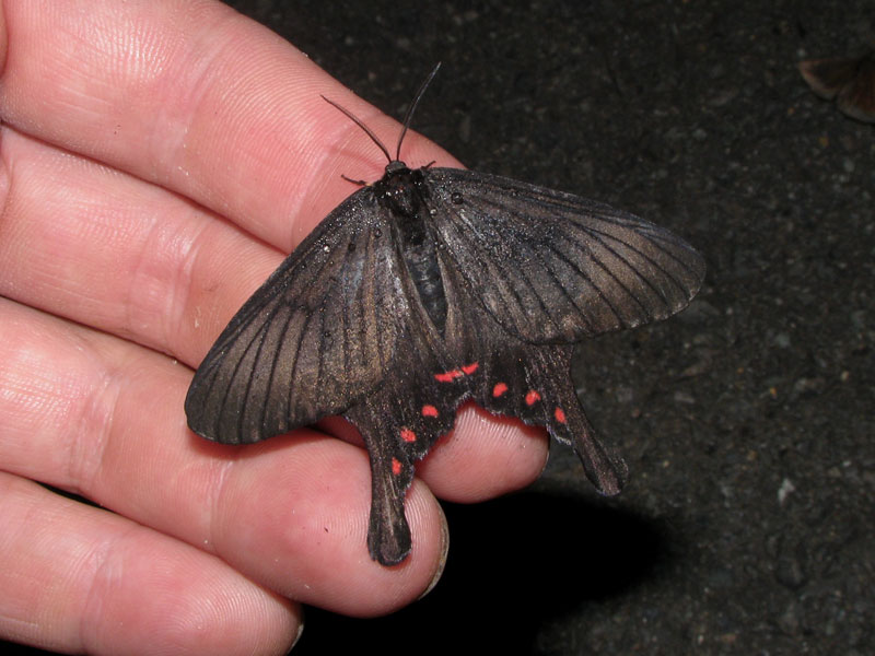 外灯に飛来していたアゲハモドキ アゲハモドキ