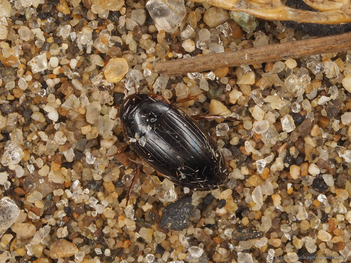 ライトトラップに飛来したホソセスジゲンゴロウ