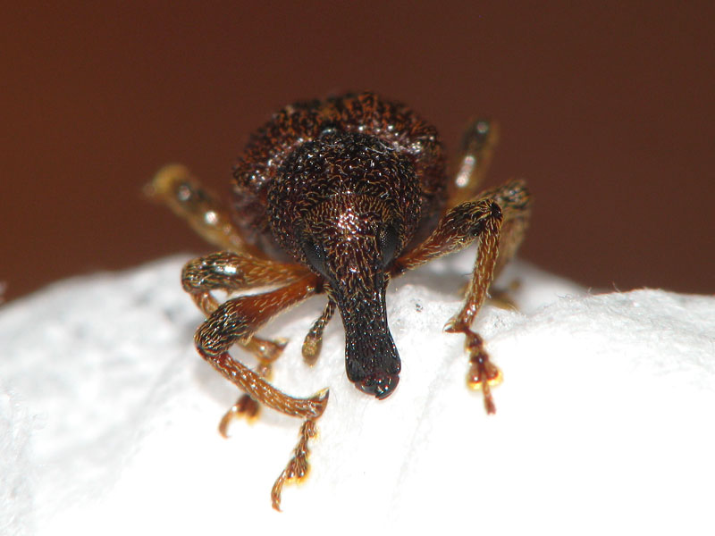 正面から アカコブコブゾウムシ