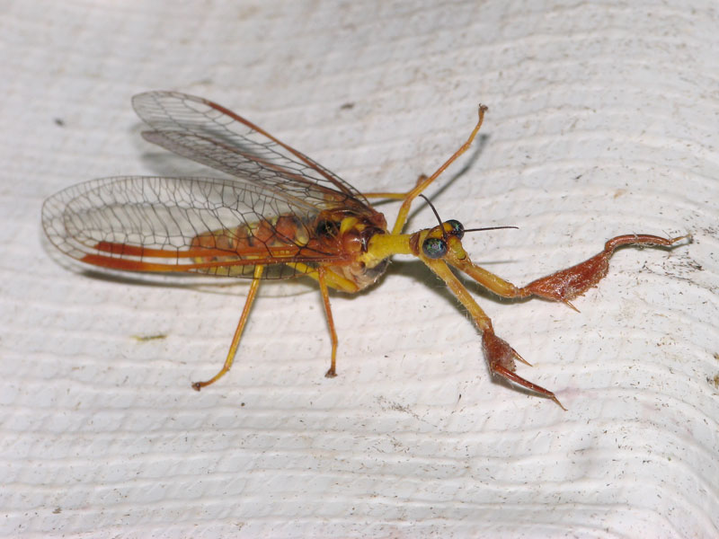 ライトトラップの白布を歩くキカマキリモドキ キカマキリモドキ