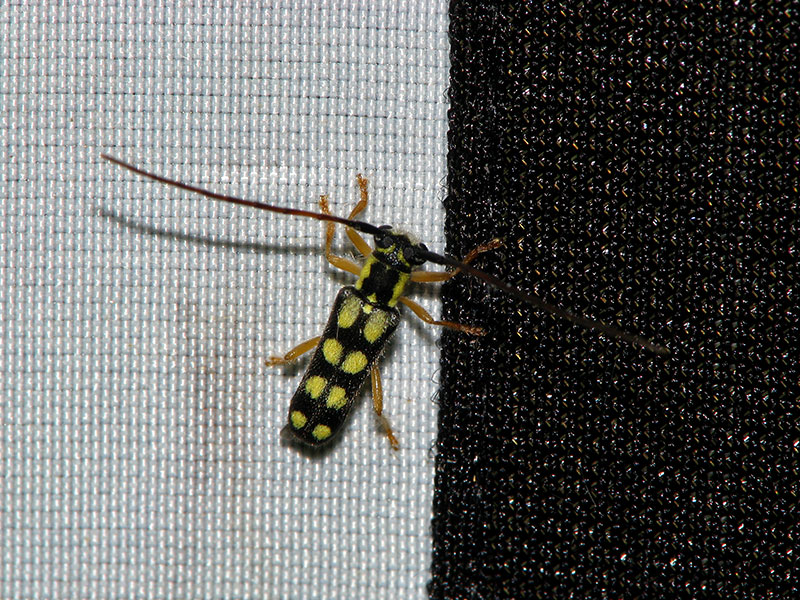 キモンカミキリ