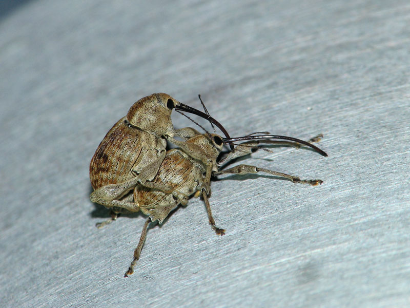 外灯下でみつけたコナラシギゾウムシ コナラシギゾウムシ