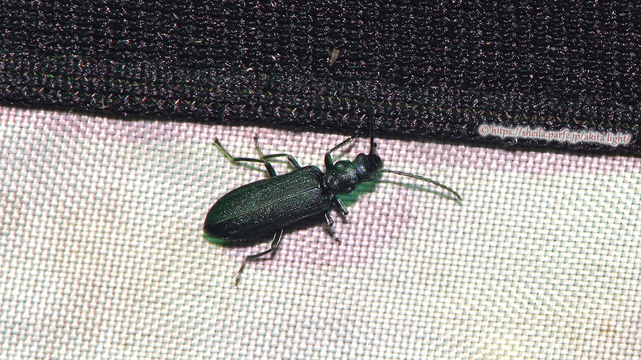 ライトトラップ下で撮影したアオグロカミキリモドキ