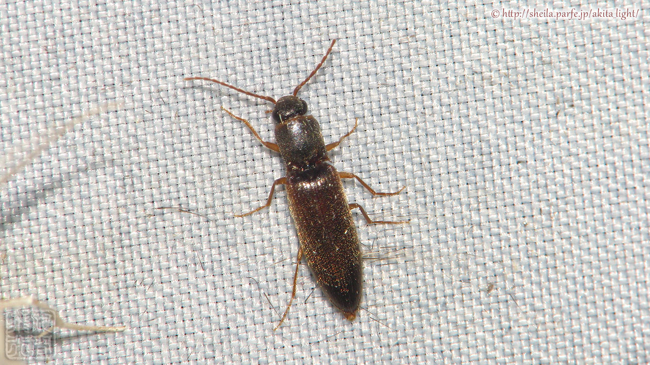 灯火に飛来したナオミヒメコメツキ