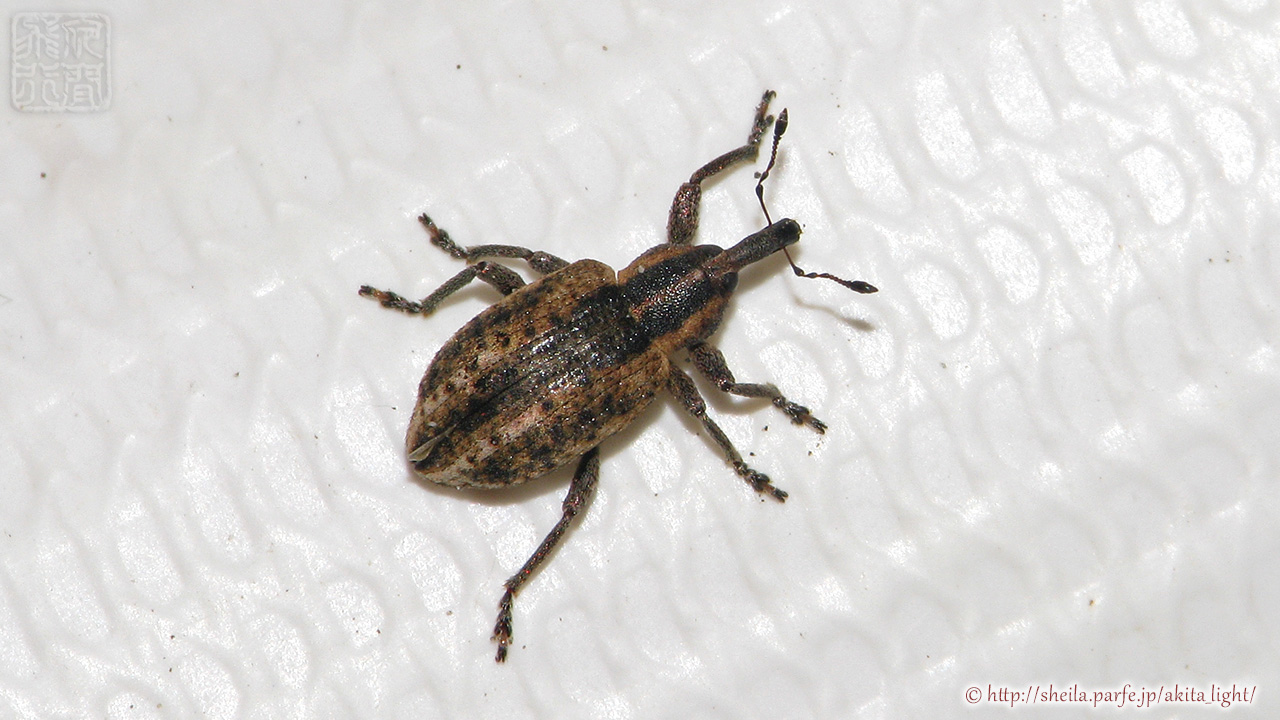 ライトトラップに飛来したシロスジタコゾウムシ