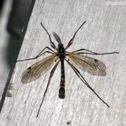 ヒメクシヒゲガガンボ(雄)