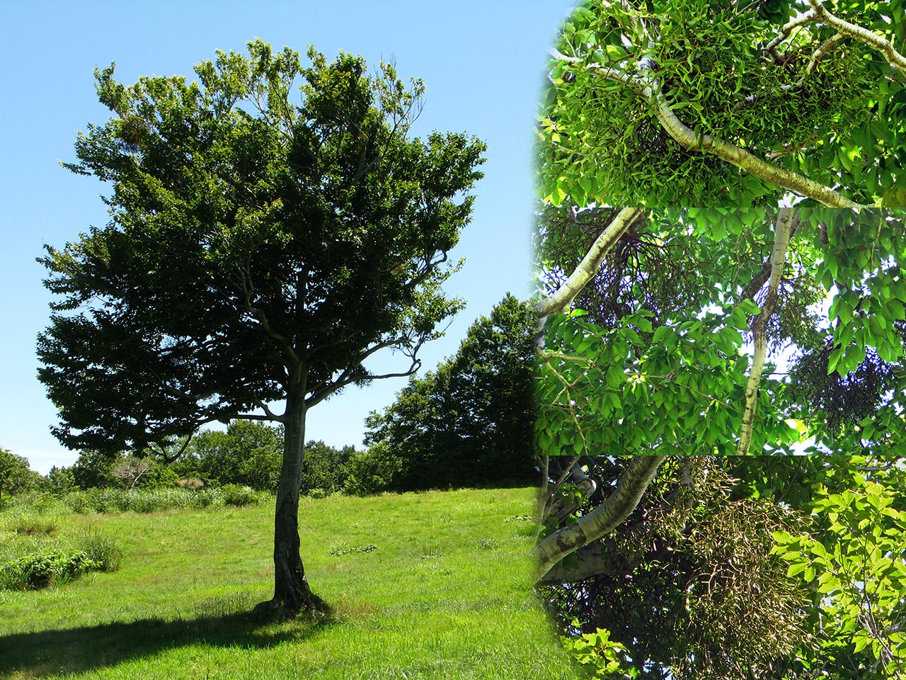 本種がたくさん得られたヤドリギが寄生するブナ