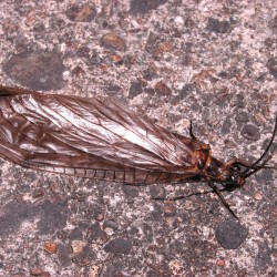 ヤマトクロスジヘビトンボ